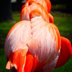 Apr. 2015 - Flamingo Patio - Caribbean Flamingo