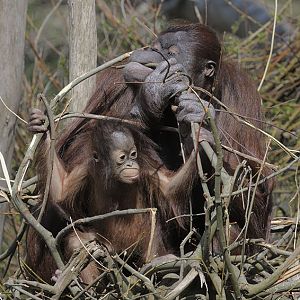 Bornean orang utans 'Chinta' & 'Natalia'
