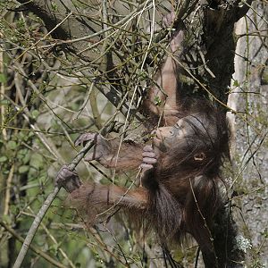 Bornean orang utan 'Natalia' climbing solo