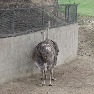 Southern ostrich