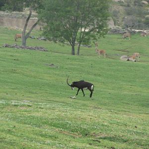Sable Antelope