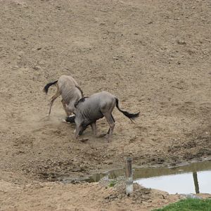 Blue Wildebeest