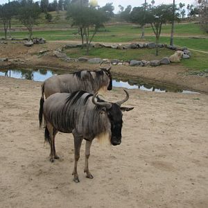 Eastern White-bearded Wildebeest
