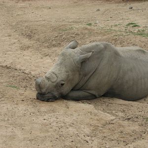 Chuck the S.W. Rhino