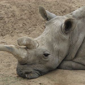 Northern white rhino