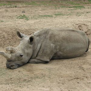 Northern white rhino