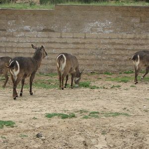 Waterbuck