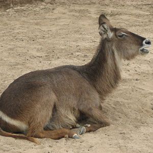 Waterbuck