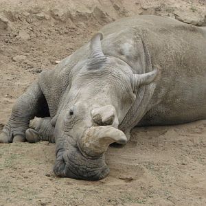 Northern white rhino