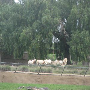Scimitar horned oryx