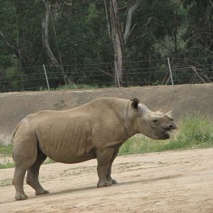 Eastern black rhinoceros