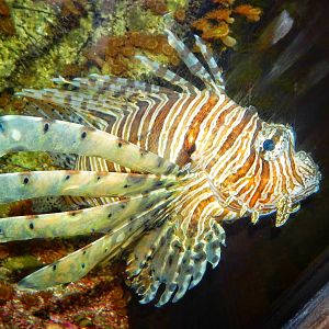 Apr. 2015 - Australia - Red Lionfish