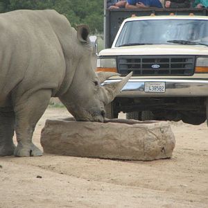 Southern white rhino