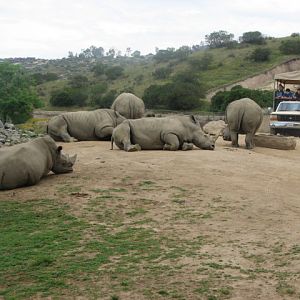 Southern white rhino