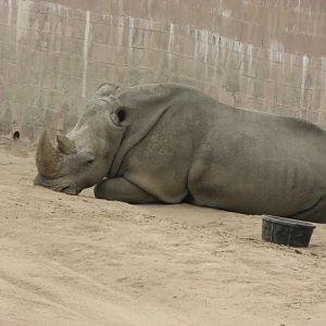 Southern white rhino