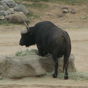 Cape buffalo