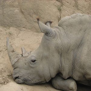 Southern white rhino