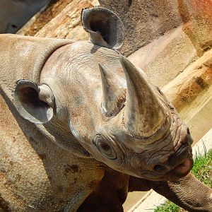 Apr. 2015 - Africa - Asia - South America - Southern Black Rhinoceros