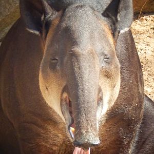 Apr. 2015 - Africa - Asia - South America - Baird's Tapir