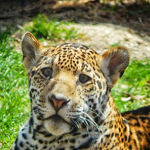 Apr. 2015 - Africa - Asia - South America - Francisco