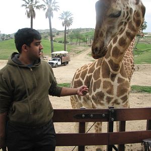 Rostchild giraffe feeding