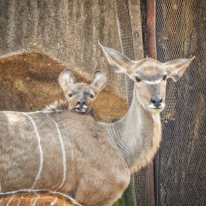 Apr. 2015 - Africa - Asia - South America - Greater Kudu + Young