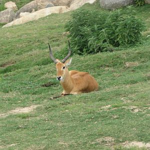 Lone male lechwe