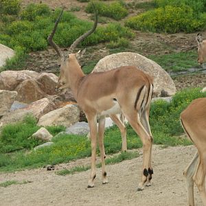 Male impala
