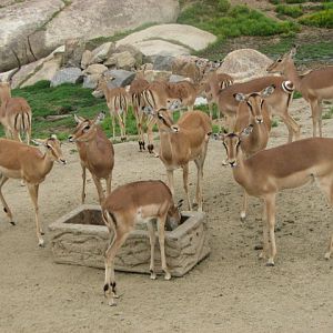 Impala herd