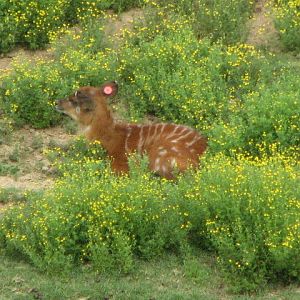 Baby East-African sititunga