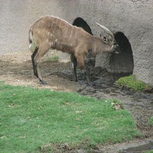 East-African sititunga