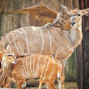 Apr. 2015 - Africa - Asia - South America - Greater Kudu + Young