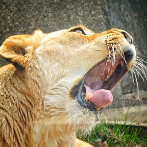 Apr. 2015 - Africa - Asia - South America - Sanura