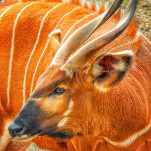 Apr. 2015 - Africa - Asia - South America - Eastern Bongo