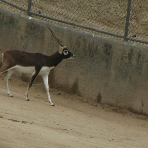 Blackbuck
