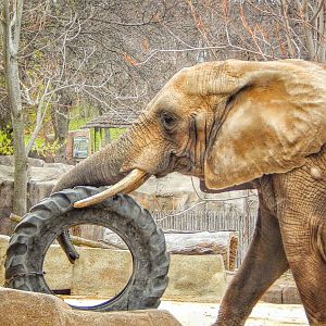 Apr. 2015 - Africa - Asia - South America - Brittany Playing With Tire