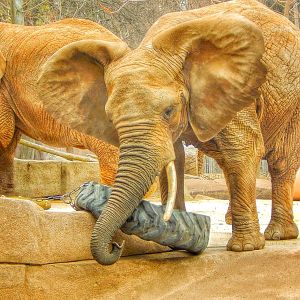 Apr. 2015 - Africa - Asia - South America - Brittany