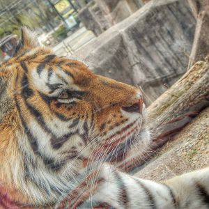 Apr. 2015 - Africa - Asia - South America - Amur Tiger
