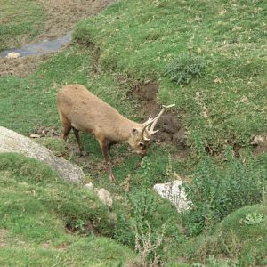 Hog deer