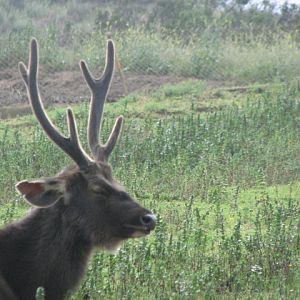 Indochinese sambar deer
