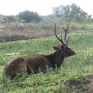 Malayan sambar deer
