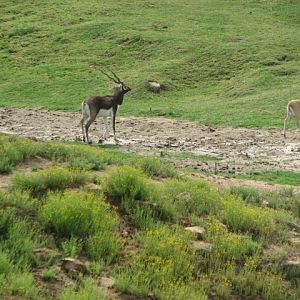 Blackbuck