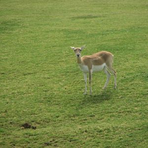 Blackbuck
