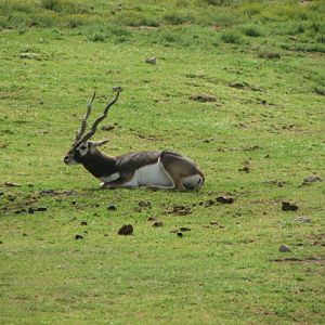 Blackbuck