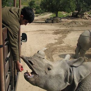 Indian rhinoceros feeding