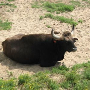 Gaur