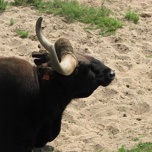 Gaur