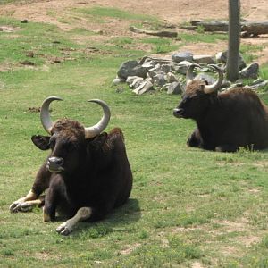 Gaur