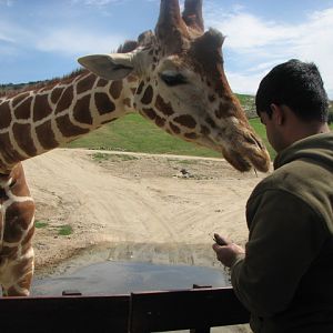 Reticulated giraffe feeding