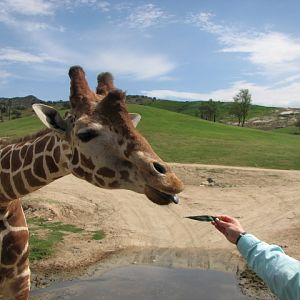 Reticulated giraffe feeding